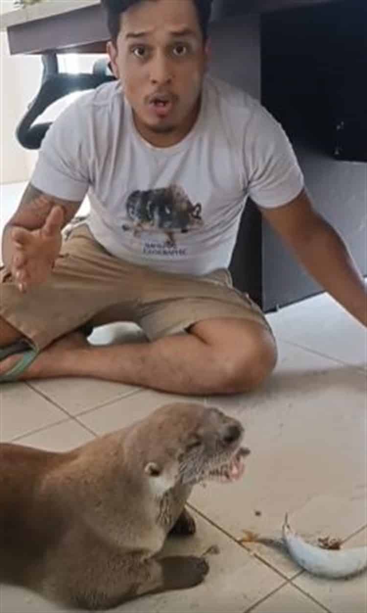 ¡Qué poca! Golpearon a Max, la nutria más famosa de Mandinga (+Video)