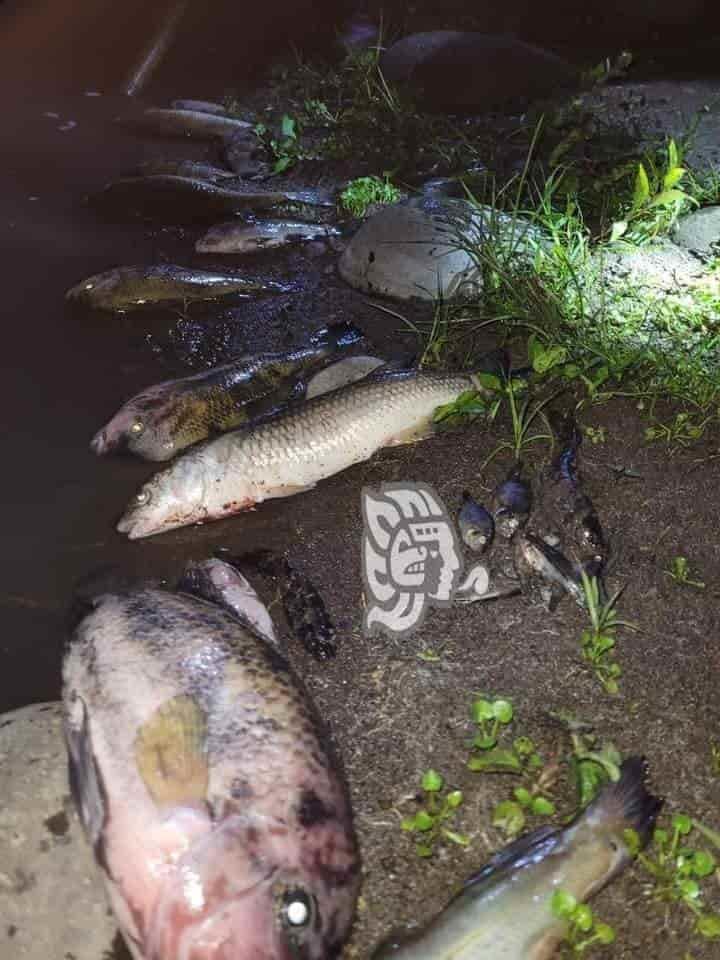 Hallan cientos de peces muertos a orillas del río Jamapa