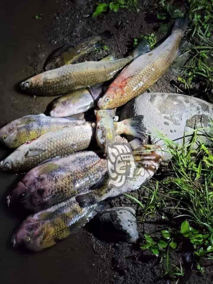 Encuentran cientos de peces muertos a orillas del río Jamapa