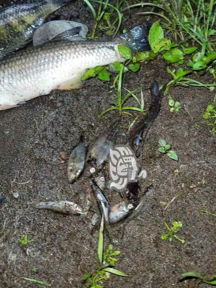 Hallan cientos de peces muertos a orillas del río Jamapa