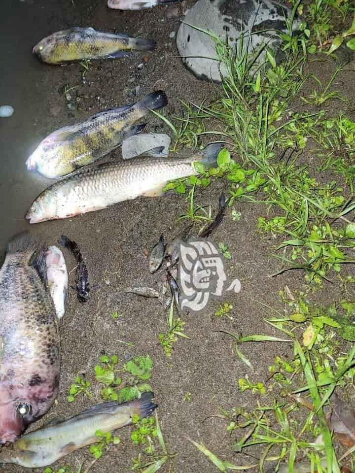 Encuentran cientos de peces muertos a orillas del río Jamapa