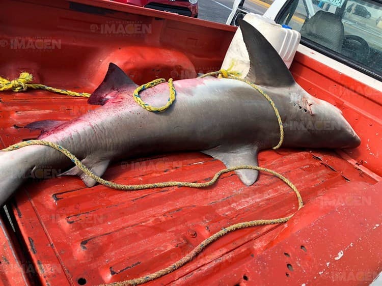 Capturan tiburón Toro de dos metros de largo en Veracruz