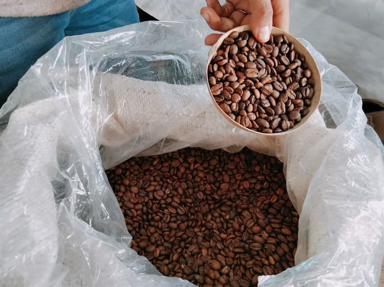 Campo veracruzano, en crisis; productores dejan el cultivo de café por otros frutos