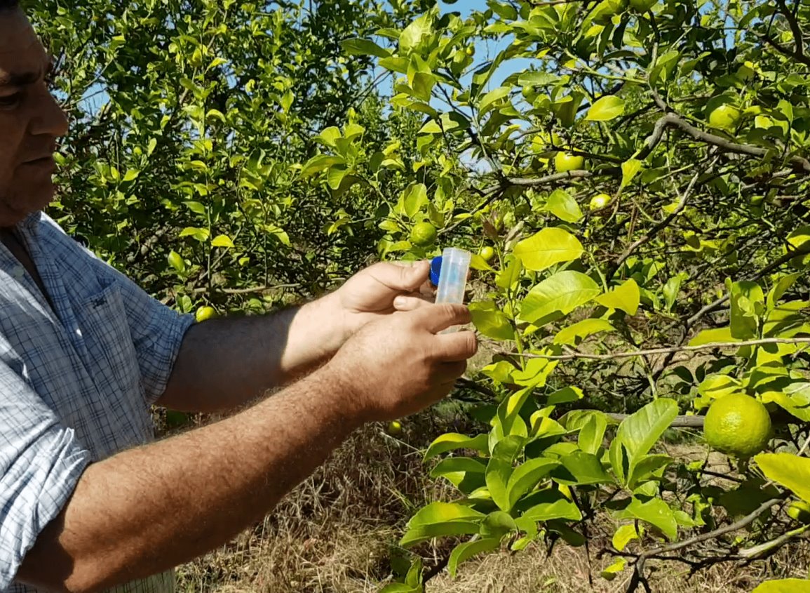 Zona norte de Veracruz, en riesgo por el “HLB”