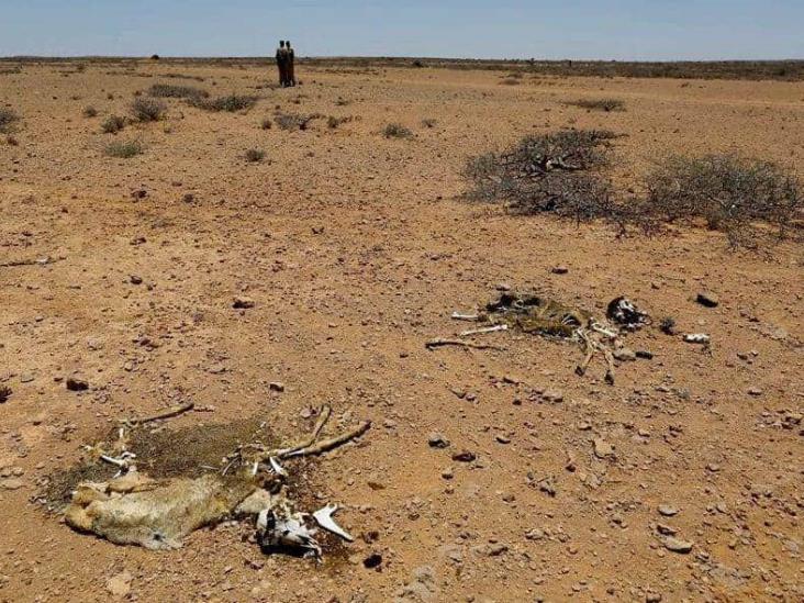 Alerta OMS por sequía en Somalia; puede provocar hasta 135 muertes diarias, afirma