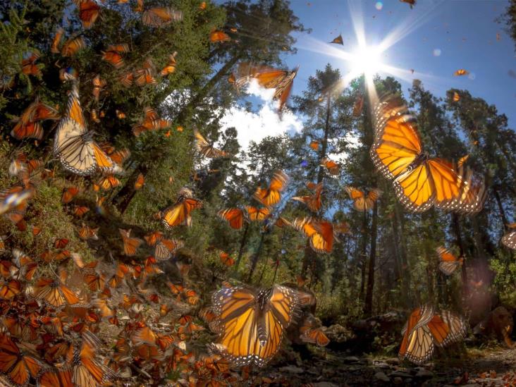 Mariposa monarca disminuye su presencia en México