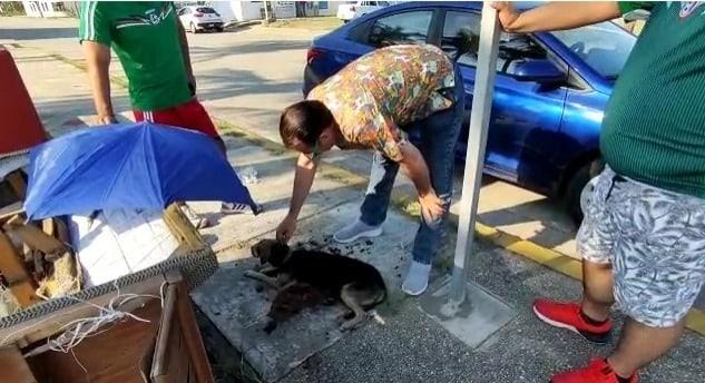 ¡Ellos no saben cruzar!.. Atropellan a lomito en Malecón Costero