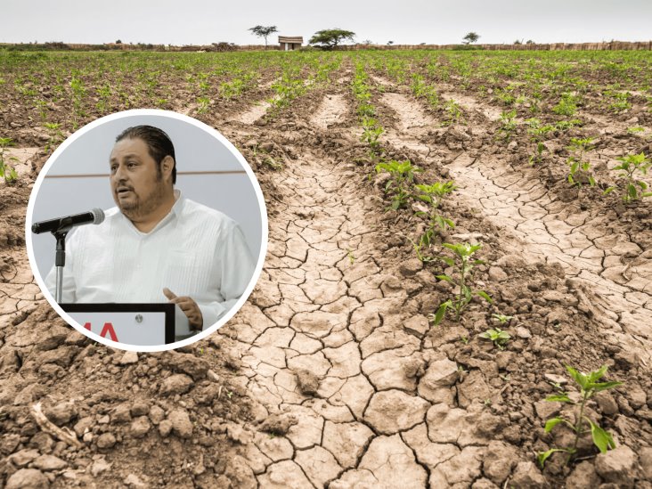 Urgente, reforestar Veracruz para contrarrestar la sequía