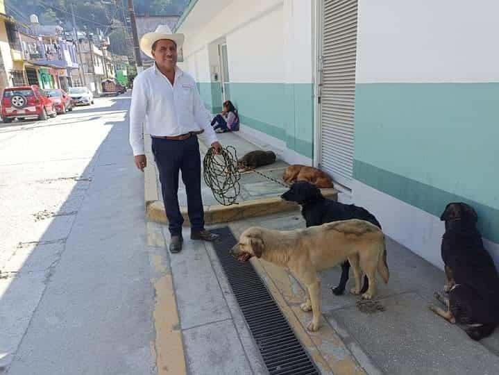 Alertan vecinos de Zongolica a autoridades por perros callejeros