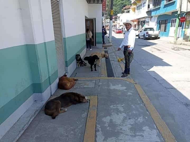 Alertan vecinos de Zongolica a autoridades por perros callejeros