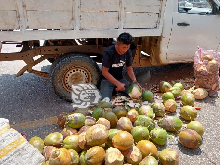 ¡Llegaron los cocos!; buscan vender más de 2 mil piezas