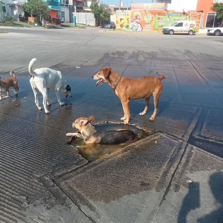 Lomitos se refrescan en baches con agua en Veracruz