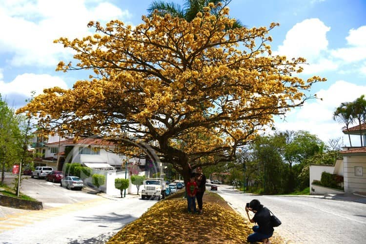 Conoce al guayacán, el árbol ‘de moda’ en Xalapa