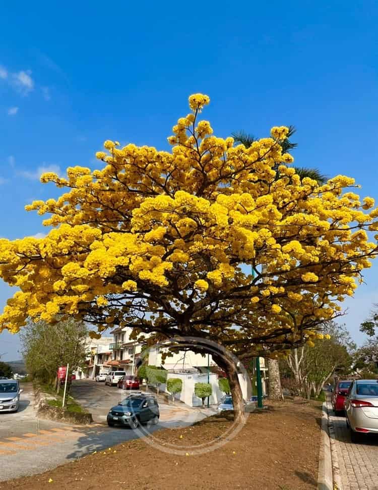 Conoce al guayacán, el árbol ‘de moda’ en Xalapa