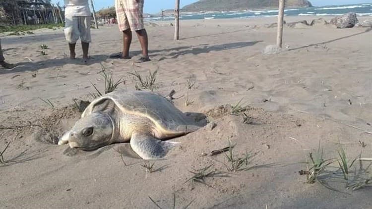 Gran tortuga lora recala en Playa Villa Rica