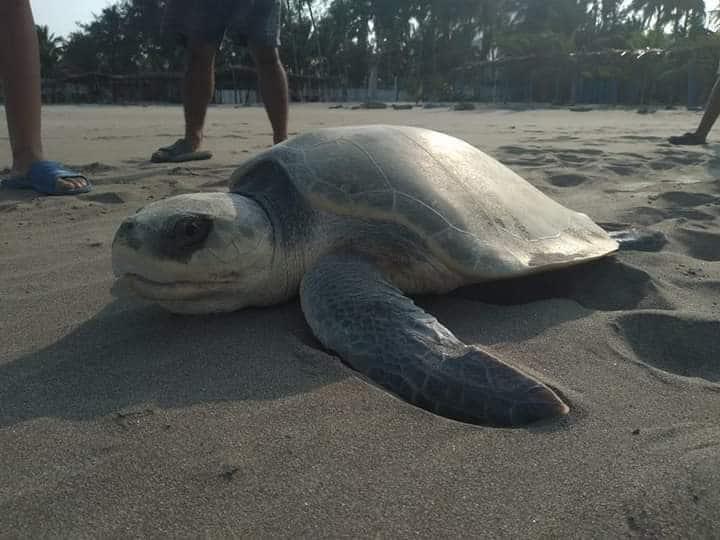 Gran tortuga lora recala en Playa Villa Rica