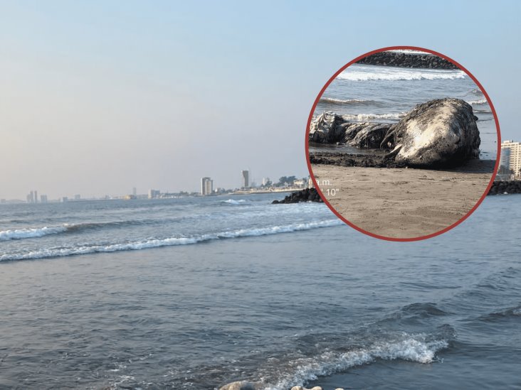 Por esta razón una ballena recaló en playa de Boca del Río