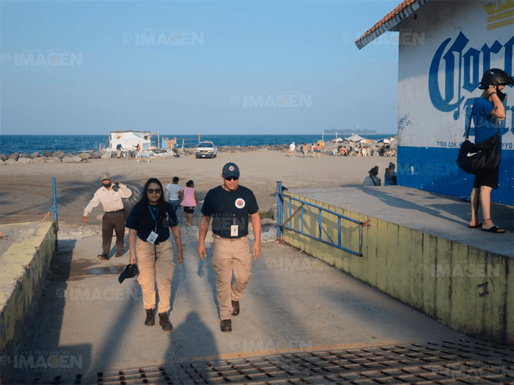 Localizan tortuga verde muerta en playas de Veracruz; la hirieron en su caparazón