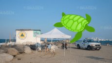 Localizan tortuga verde muerta en playas de Veracruz; la hirieron en su caparazón