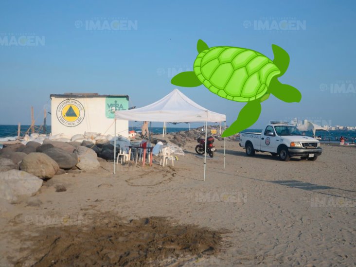 Localizan tortuga verde muerta en playas de Veracruz; la hirieron en su caparazón