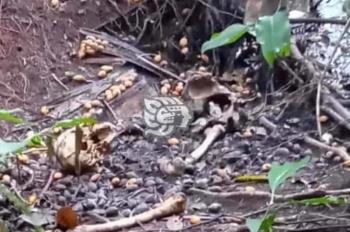 Identifican osamenta hallada en sur de Veracruz tras 9 meses