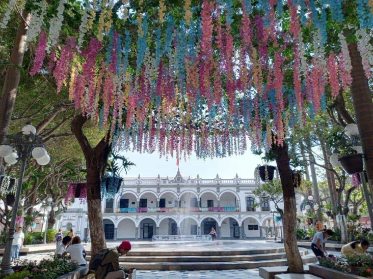 “Las dañan o las cortan”, poco a poco desaparecen flores que adornan el Zócalo de Veracruz