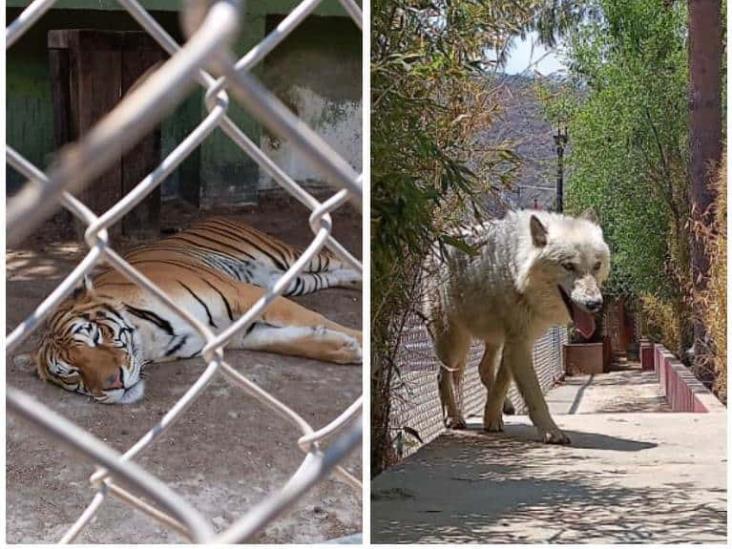 ¡Había un tigre y leones! Aseguran animales y huachicol en predio de Edomex