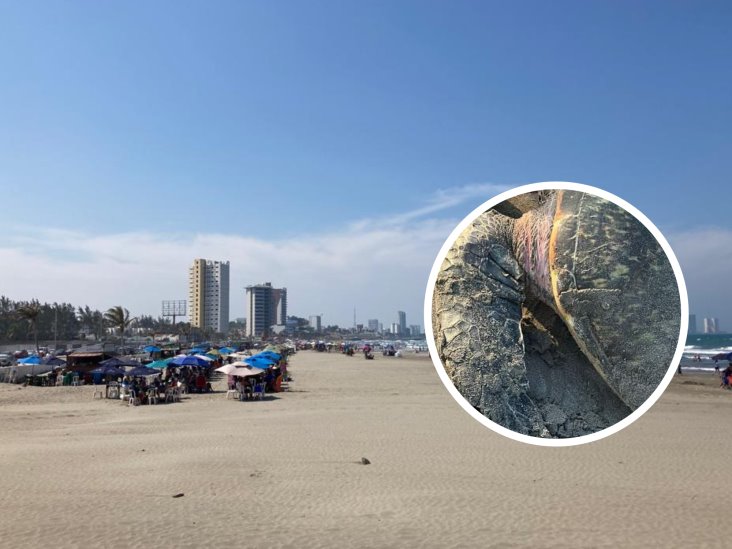 Aparece tortuga muerta en playa de Boca del Río