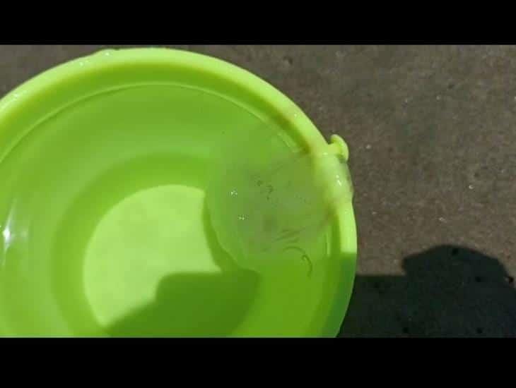 ¡Aguas con las medusas!; piden a bañistas no tocarlas y tener cuidado