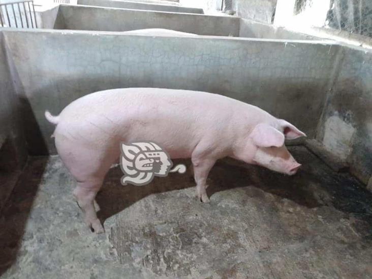 Baja 50 % la venta de carne de cerdo en Misantla
