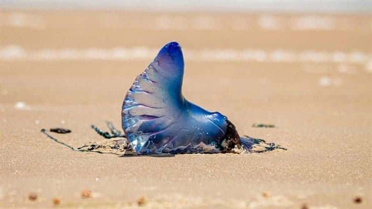 ¡Cuidado! Alertan por aguamalas tóxicas en playa de Coatzacoalcos