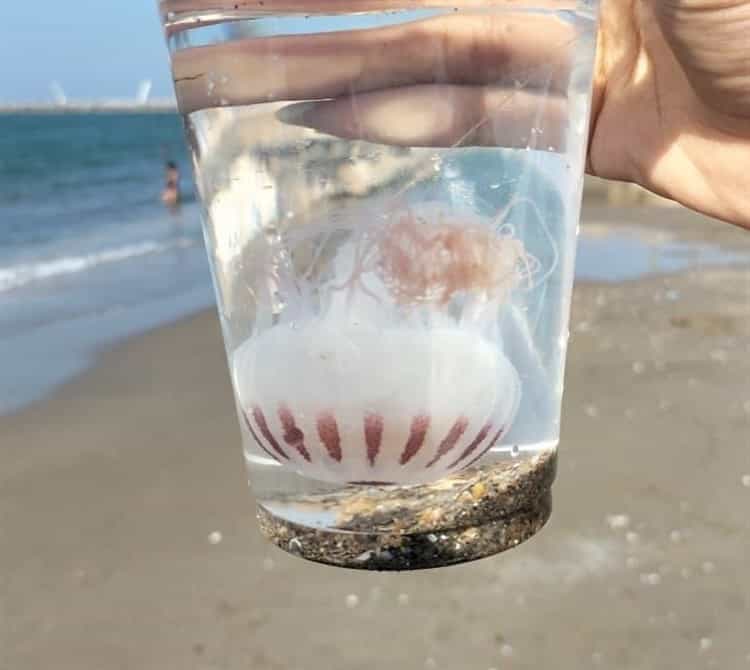 Contacto con medusas manda al hospital a 10 bañistas en playa de Coatzacoalcos