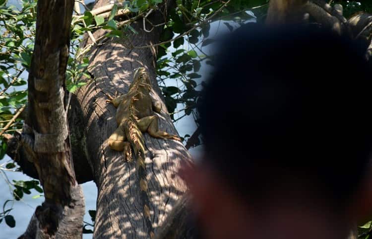 Ante altas temperaturas, animales buscan protegerse del sol