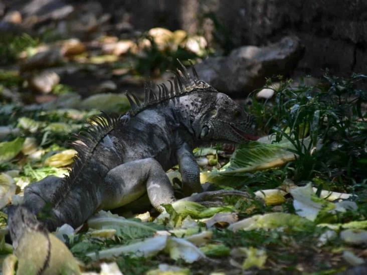 Ante altas temperaturas, animales buscan protegerse del sol