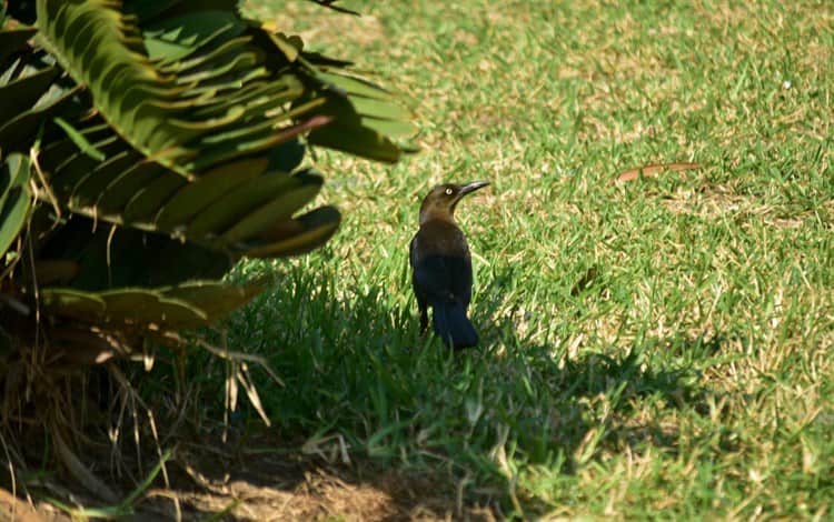 Ante altas temperaturas, animales buscan protegerse del sol