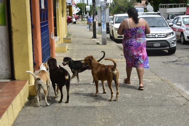 Ante altas temperaturas, animales buscan protegerse del sol