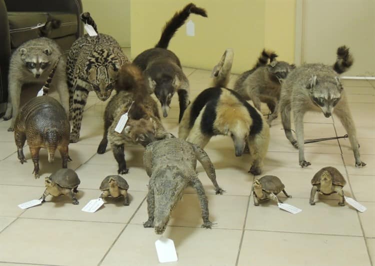 Veracruz: tráfico de especies animales de cielo, mar y tierra; peligra biodiversidad