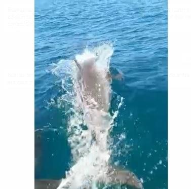 ¡Qué hermosos! Avistamiento de delfines sorprende a turistas y pescadores en Coatzacoalcos (+Video)