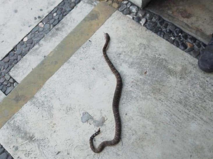 Hallan serpiente de cascabel en baños de clínica del IMSS de Veracruz