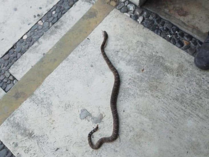 Capturan enorme serpiente de cascabel en IMSS La Gloria