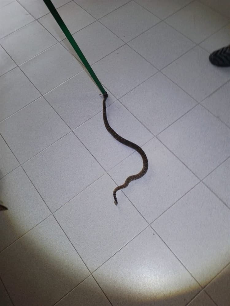 Capturan enorme serpiente de cascabel en IMSS La Gloria