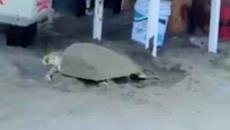 ¿Tendría sed? Tortuga sale del mar y desova en palapa de micheladas en Chachalacas (+Video)