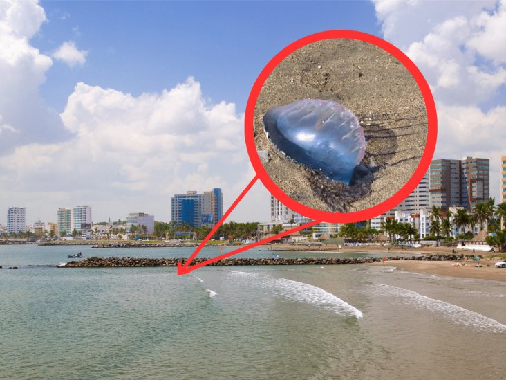 ¡Cuidado! Alertan por aguamalas en playas de Boca del Río (+Video)