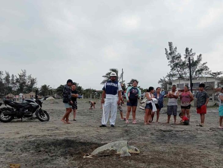 Sorprende a turistas desove de tortugas Lora en Chachalacas