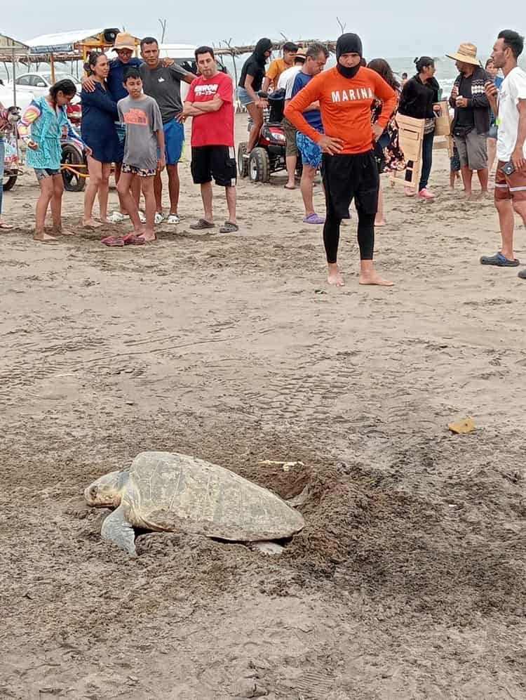 Sorprende a turistas desove de tortugas Lora en Chachalacas