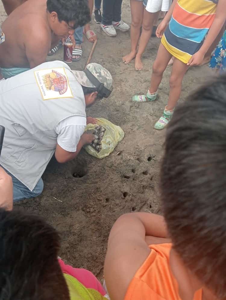 Sorprende a turistas desove de tortugas Lora en Chachalacas