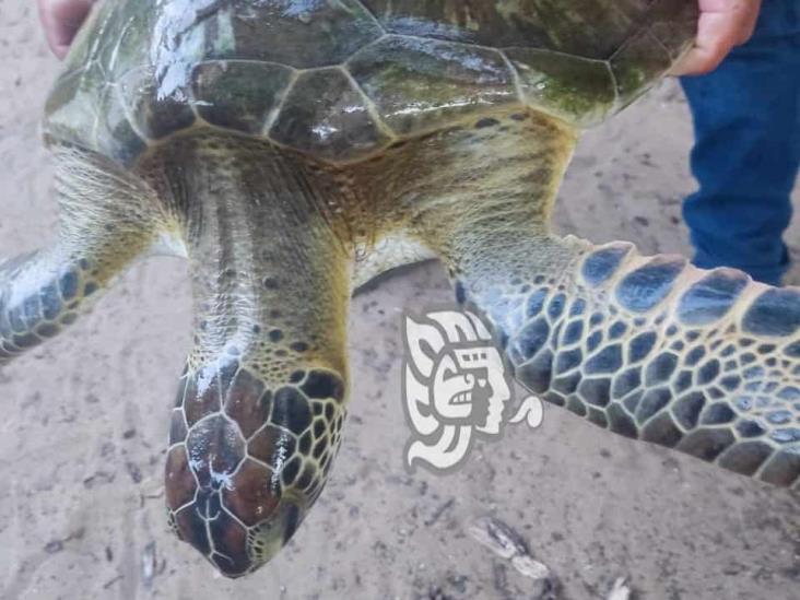 Regresan a tortuga verde a su hábitat en costas de Agua Dulce