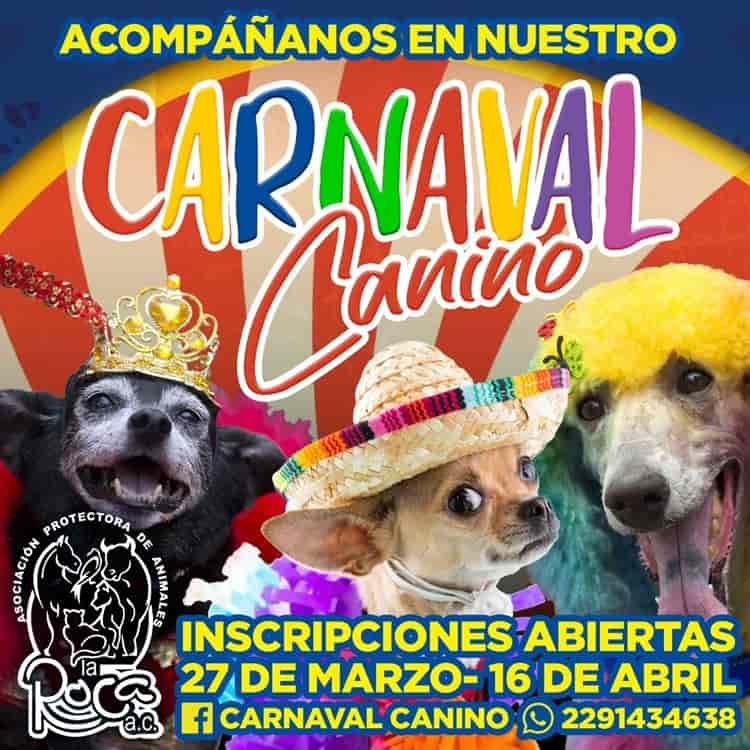 Con Carnaval Canino, busca recolectar alimento para animales en Veracruz