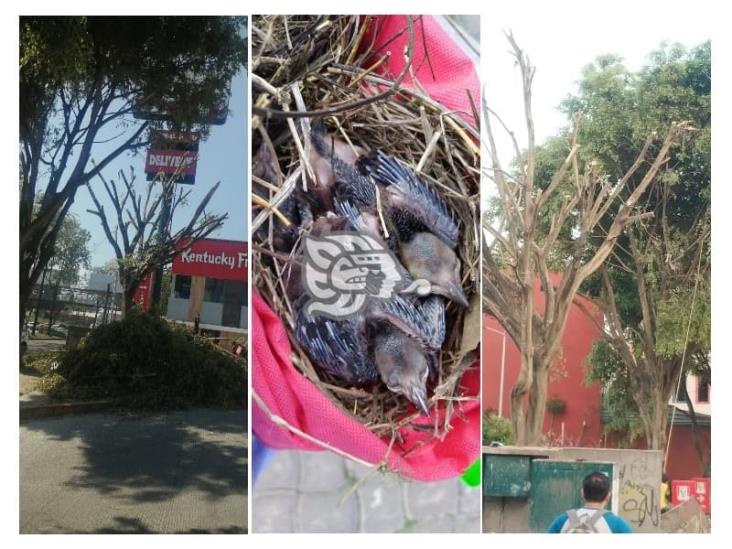 ¡Inhumano! Poda ilegal termina con la vida de aves en Xalapa