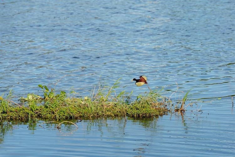 Avanza limpieza de Laguna Lagartos; fauna silvestre regresa a su hábitat